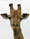 Giraffe - Just a picture of a giraffe looking at the camera.