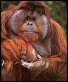 Orangutan - Just a photo of a orangutan