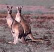 Kangaroo - A picture of a kangaroo.