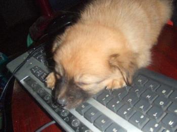 sam sleeping - this is my dog sam. He loves to sleep on my keyboard... lol