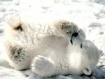 Polar bear - Polar bear baby Polar bear - Polar bear baby