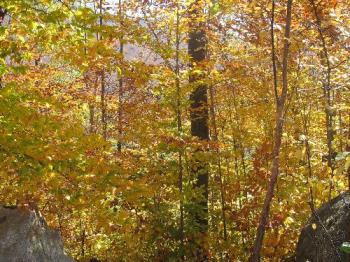 Beautiful Fall colours - The amazing colours of Fall on the way to New Hampshire, Oct &#039;06