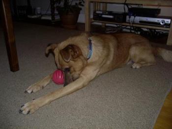 Rubber toys rather than rawhides - Tough rubber balls like kong toys are a good substitute for rawhides and Greenies if your dog cannot digest them.
Unfortunately, my dog is not very interested in rubber toys Rubber toys rather than rawhides - Tough rubber balls like kong toys are a good substitute for rawhides and Greenies if your dog cannot digest them.
Unfortunately, my dog is not very interested in rubber toys