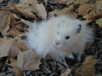 Hamster Posing in Dry Leaves - Syrian long haired cream colored hamster posing in dry leaves