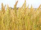wheat - ..