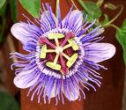 Passionflower - Another unique gift from nature Passionflower - Another unique gift from nature