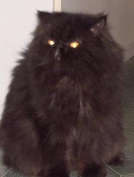 Milo my black Persian - Picture of big black Persian cat.