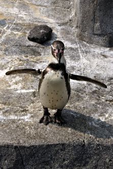 Penguin - Running penguin