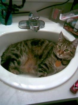 Bath time! - Baby dirt loves the sink