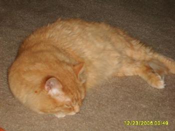 Mao - big fat fuzzy orange cat