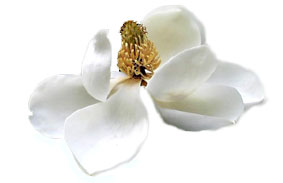 magnolia - magnolia flower