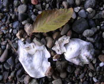 Oyster shells and leaf on the beach, autumn - These objects were not "arranged" by me... this is how I came across them. Nature is as good at art as any of us.