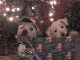 my babies - These are the love of my love, Alex my 10 yr old Westie Mix and Murphy my 5 yr old Bichon loving Christmas!