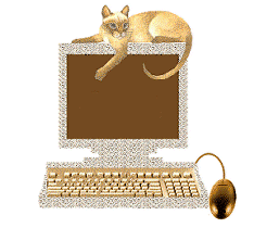 cat - Cat on computer