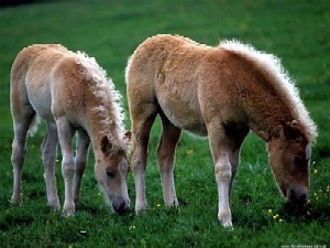 Horses - 2 horses.