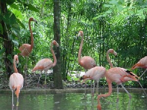 Birds - Herons.