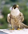 peregrine falcon - fastest animal on earth