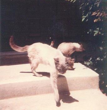Sheba - Here's one of my many cat pictures.