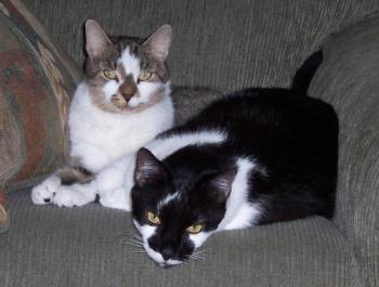 Athos and Aramis - My two furry children