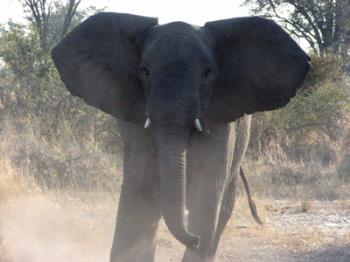 Dreams - Elephant charges in my dreams.
