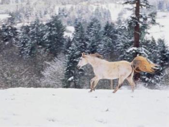 horse - graceful snow horse