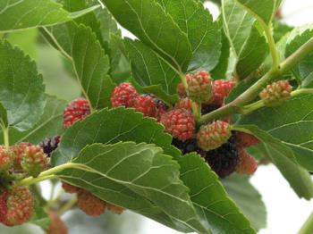 mulberries . - This is fruit I love to it and I enjoy eating it with wine.
