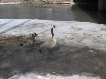 Canada Geese - Their nest is nearby and they hiss at trespassers....