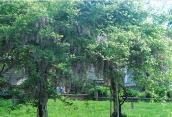my wisteria last year - here is my wisteria last year when it was in bloom. again the wrong time of day to take pictures but the tree/vine is still beautiful