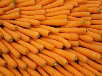 ENOUGH carrots for your bunnies and you? :P - Picture of many orange carrots.