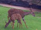 kudus - small deer like animal that vixel83 husband wants to eat