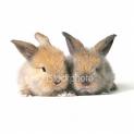thease are twin bunnies,so cute - aren&#039;t they cute