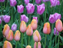 Tulips - Tulips