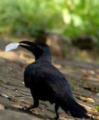 nature - crow wandering