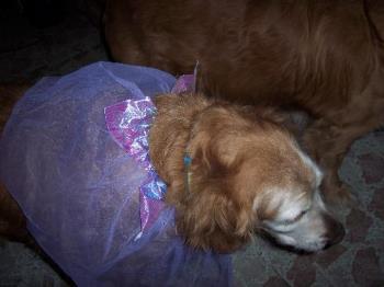 Shunk all dressed up - Shunk our 14+ yo dog has been dressed up so many times Shunk all dressed up - Shunk our 14+ yo dog has been dressed up so many times