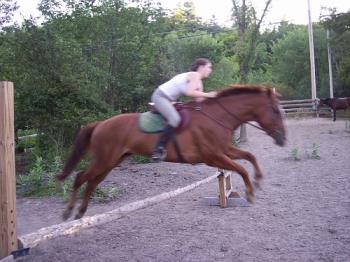 jazz&#039;s first time over the jump - the first time he actually jumped.When we used the crossrails he kept trotting over.We decided to see what would happen on a straight 2 ft high rail and he went over