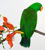 parrot - parrot- a beautiful bird