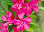 Oleander blooms - Oleander is a shrubby plant, with blooms of white through red. Leaves are long, slender and glossy. Oleander blooms - Oleander is a shrubby plant, with blooms of white through red. Leaves are long, slender and glossy.