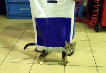 cat bag - a kitten having fun