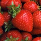 strawberry - strawberry image