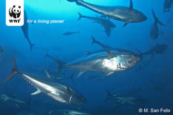 Bluefin tuna - This view will only be seen in pictures by our children.