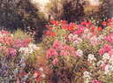 Flower garden - My wildflower garden