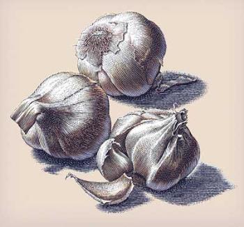 garlic - Heads of garlic
