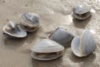 seafood - manila clams