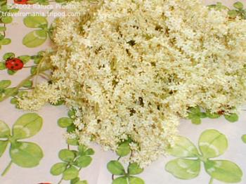 Elder flower - Elderflower cordial