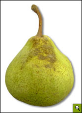 pear - pear