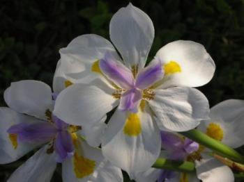 Pretty Flowers - Flowers grouped together