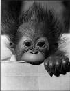 the picture of me - MAybe I look like this little monkey?