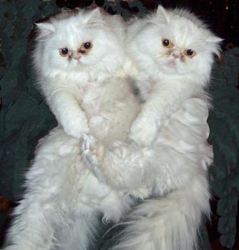 Two of my Persians - Two of my white Persians Mother and daughter