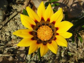 Yellow Flower - Pretty yellow flower, this type comes in other colors as well. Grows in semi-desert area.