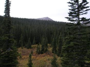 Pines in the Rockies - Lots of pine trees in the mountains